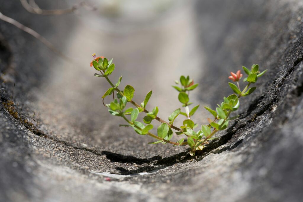 Close-up of a small green plant emerging from a concrete crevice, showcasing nature's resilience.